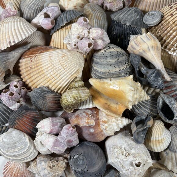 Lg Sea Shells Huge Lot Beautiful Assorted Seashells 3+ lbs. Crafts Decor Collect - Picture 1 of 10